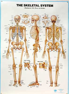 Skeletal system - Wayne SparksHealth Science Academy Senior2011-2014