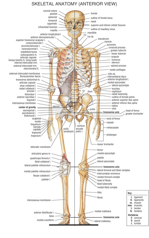 Skeletal system - Wayne SparksHealth Science Academy Senior2011-2014